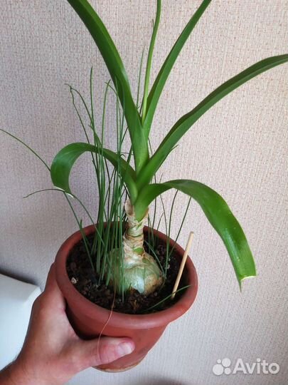 Комнатные растения цветы бесплатно