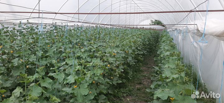 Огурцы свежие оптом