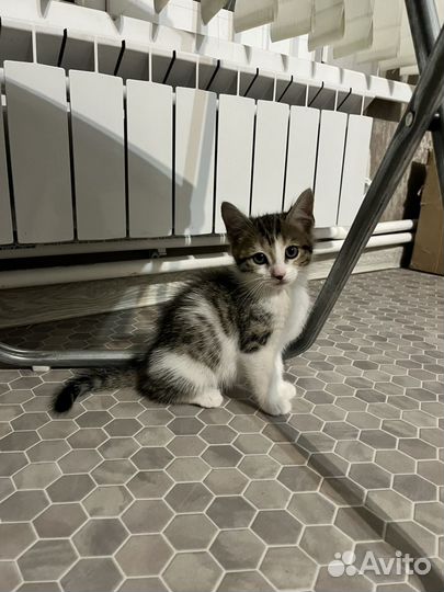 Котята в добрые руки бесплатно