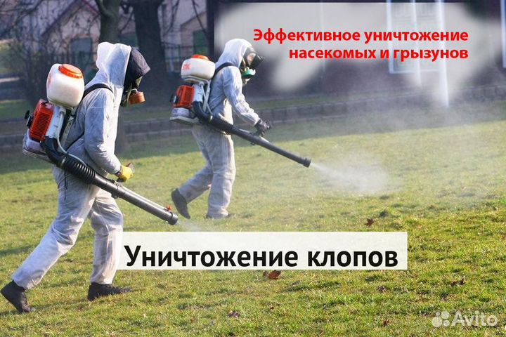 Уничтожение клопов тараканов грызунов грибка плесе