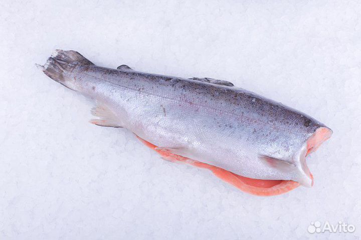 Форель св. мор. Премиум 1,8-2,7 цена за кг