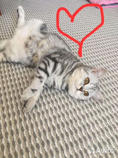 Британская