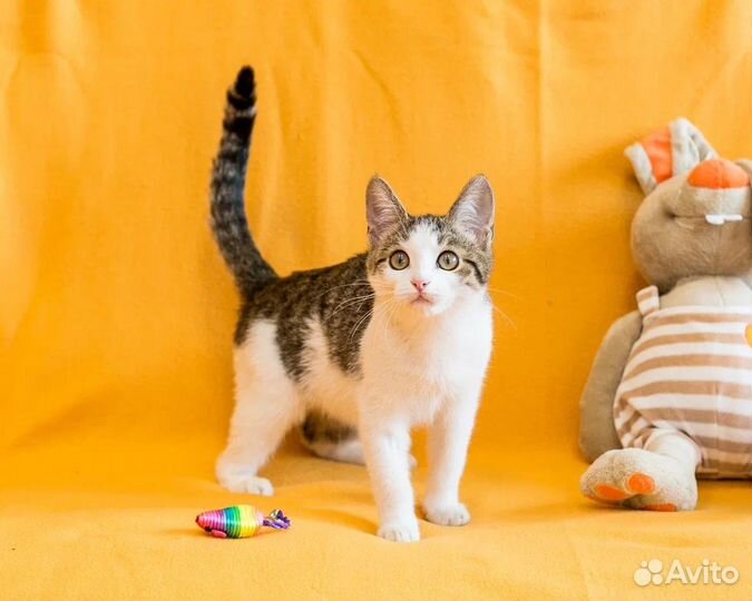 Котенок Сона