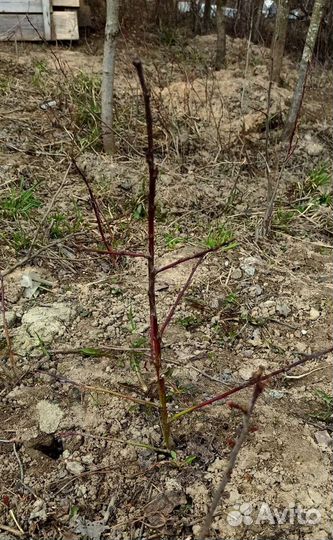 Слива, вишня, клубника и др