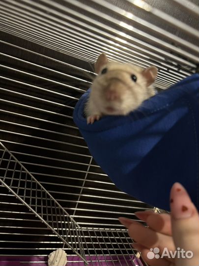 Крыса дамбо сиамская