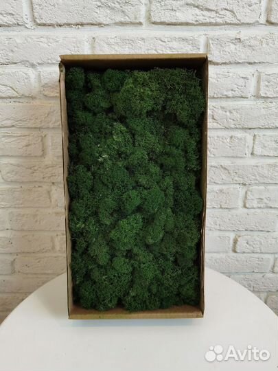 Стабилизированный мох