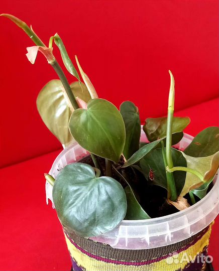 Филодендрон