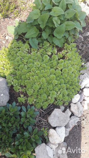 Растения, цветы для сада