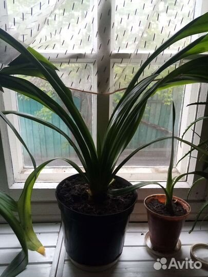 Панкрациум прекрасный