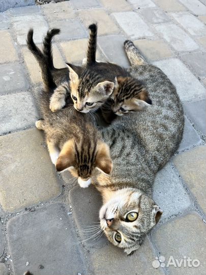 Вислоухие котята бесплатно