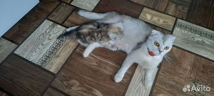 Отдам в добрые руки
