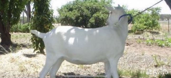 Зааненская коза