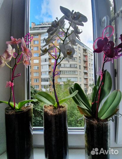 Стеклянные колбы для орхидей