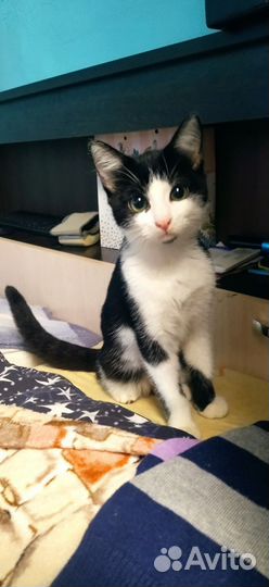 Котёнок в дар