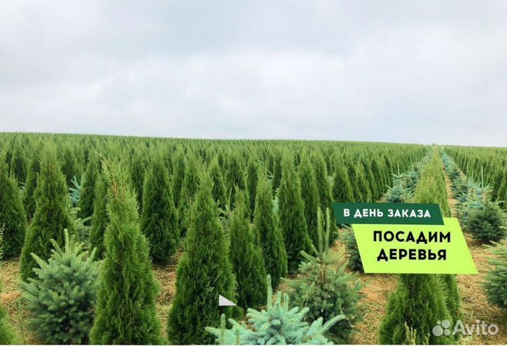 Туя Западная Колумна 1,2 м