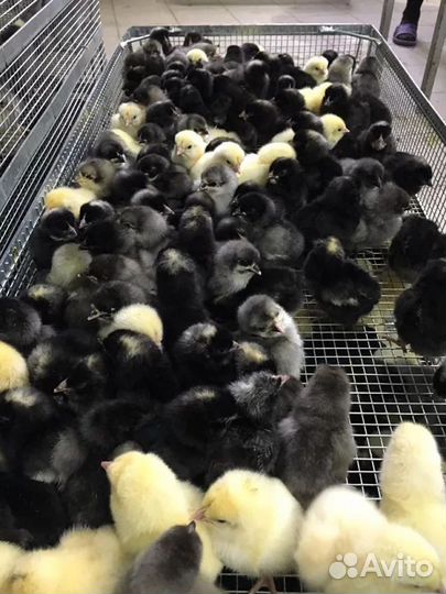 Цыплята суточные