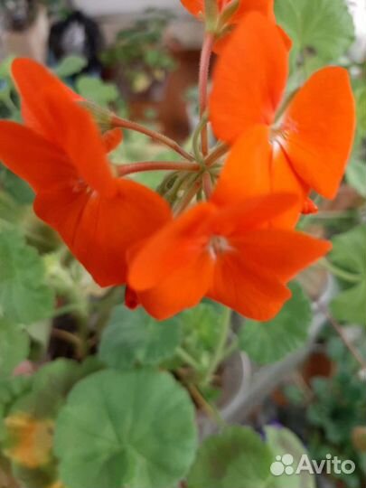 Пеларгония