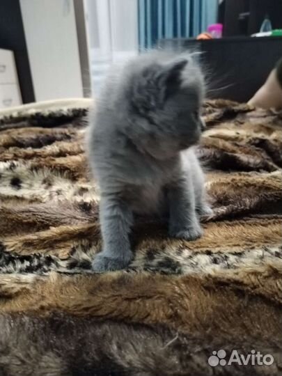 Британские вислоухие котята