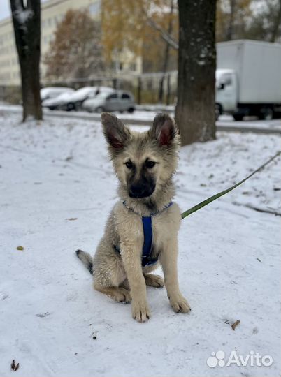 В самые добрые руки