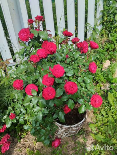 Саженцы роз (много сортов)