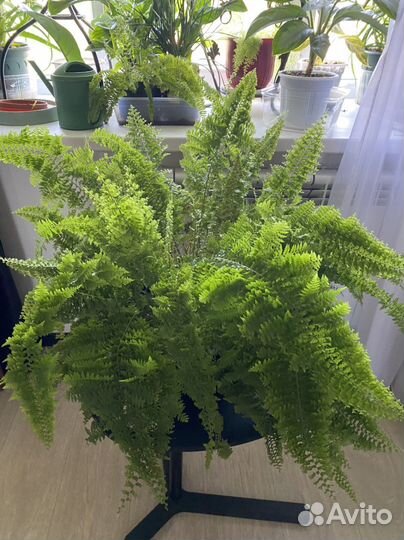 Папоротник