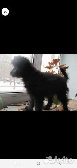 Собака, очень игривая