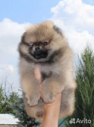 Померанский шпиц девочка