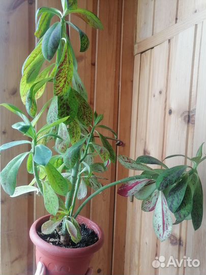 Колеус, Синадениум Гранта (молочай)