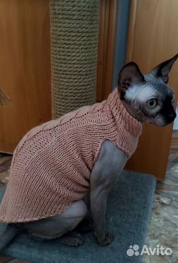 Одежда для кошек сфинкс