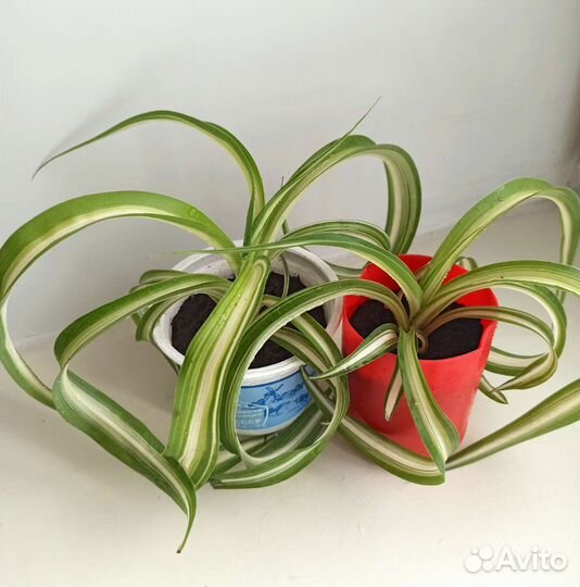 Фикус,хатиора,сингониум,алое, комнатные цветы