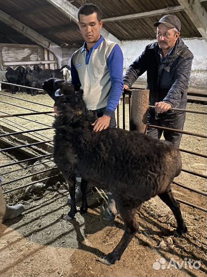 Бараны эдельбаевские