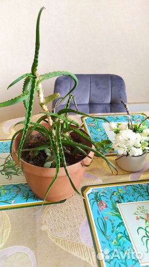 Алоэ. Комнатное растение