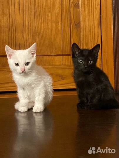Отдам котят-мальчиков