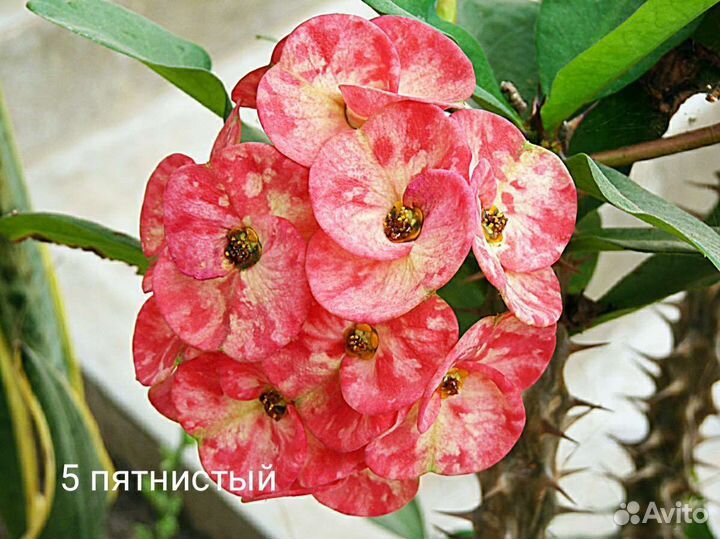 Эуфорбия Миля