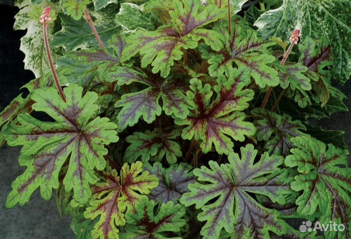 Лихнис 2 вида