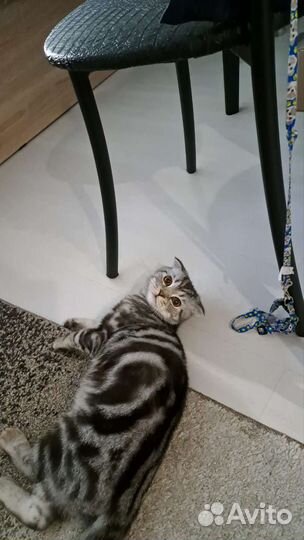 Шотландец в добрые руки