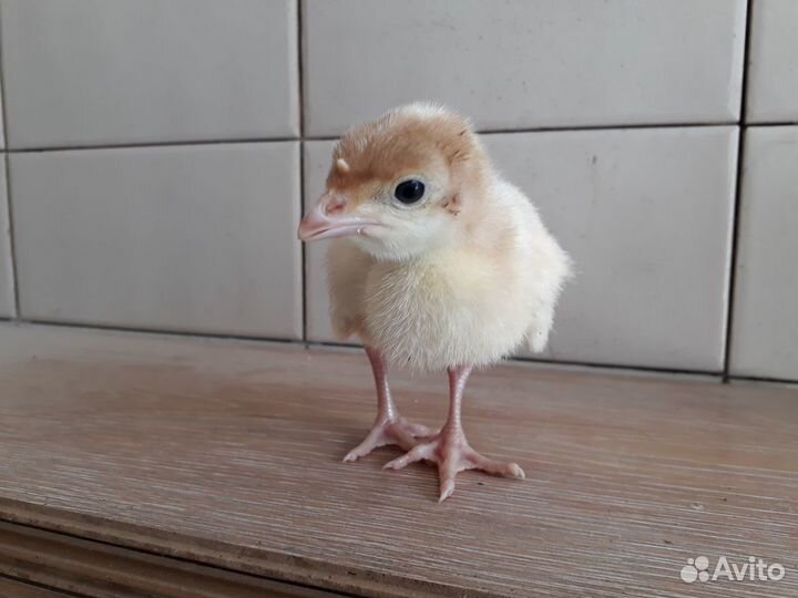 Индюшата Хайбрид конвертер