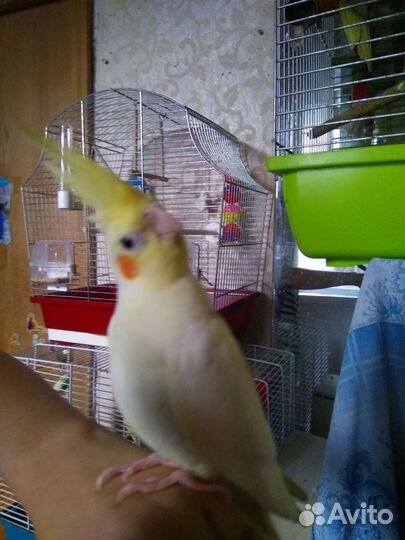 Попугаи разных возрастов