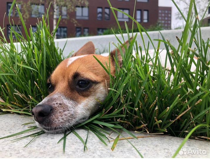 Джек Рассел терьер бесплатно