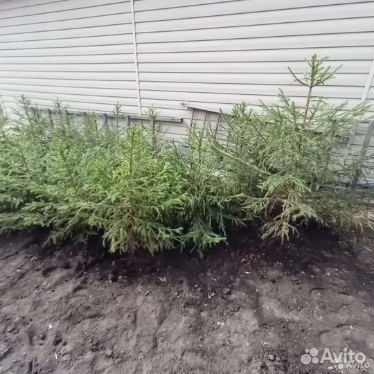 Саженцы Ель отборная, Лиственница и Кедр: до 2,5 м