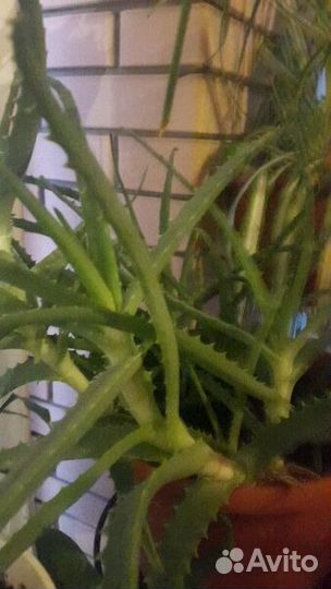 Продам каланхоэ лечебное. Алоэ