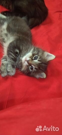 Кот