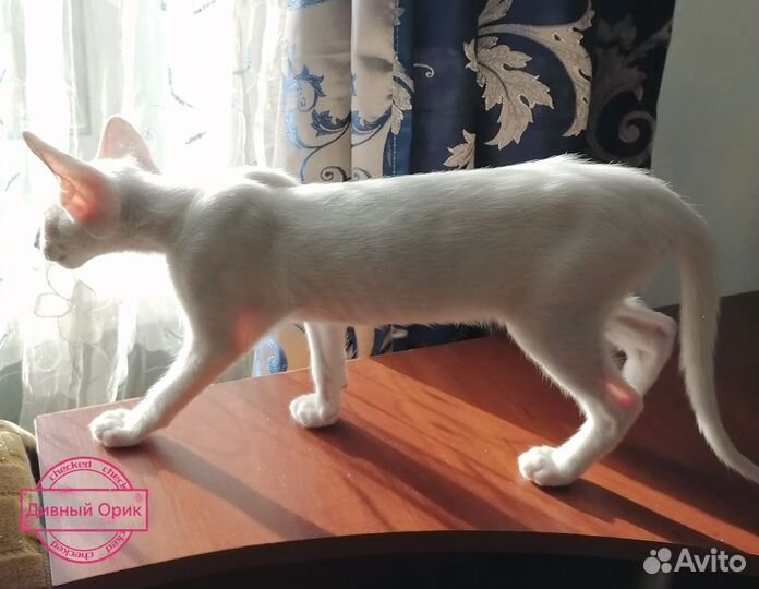 Ориентальный котенок