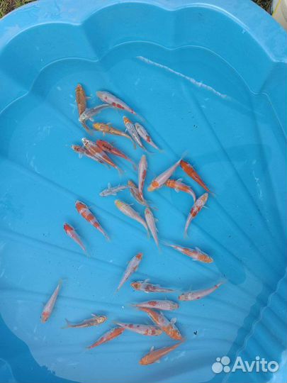 Карп Кои, Прудовая рыба, Coppens, Кои зимнестойкие