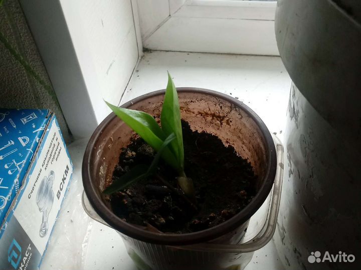 Продам долларовое дерево, замиокулькас