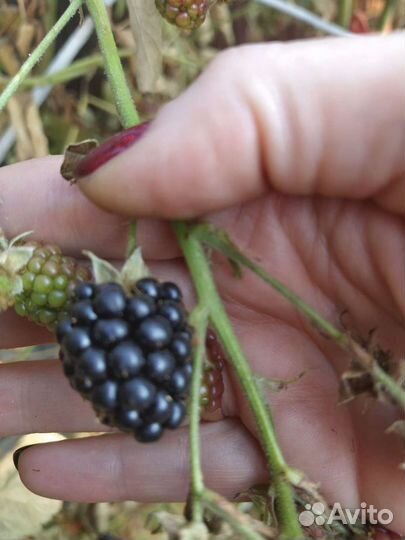 Саженцы ежевики