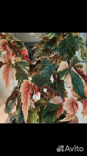 Сансевиерия сциндапсус эпипремнум