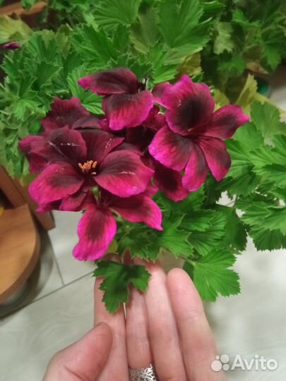Пеларгония королевская