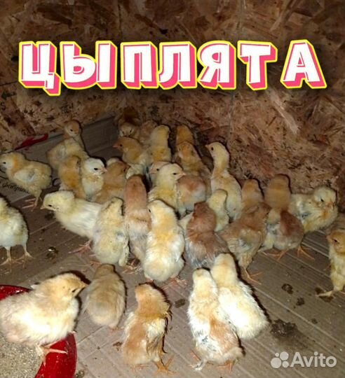 Цыплёнок