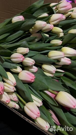 Тюльпаны к 8 марта 2024 г оптом